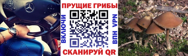где купить наркоту мега маркетплейс Псилоцибиновые грибы мухоморы Нея